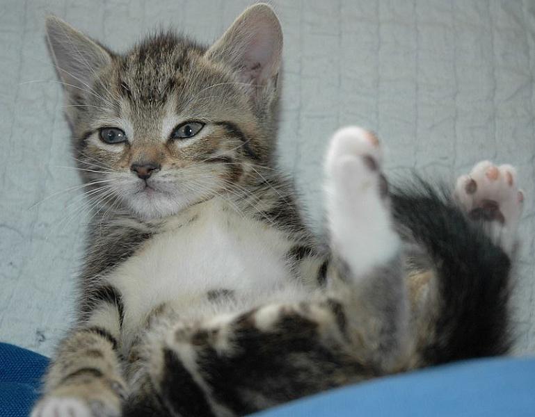 Kattenpraat