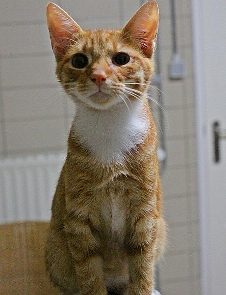 Kattenpraat