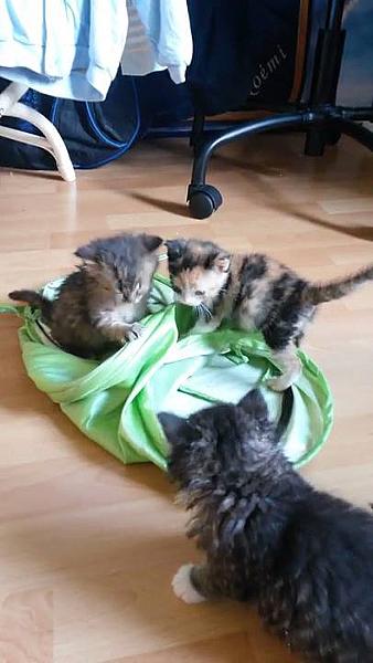 Kattenpraat