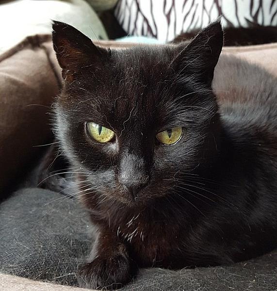 Kattenpraat