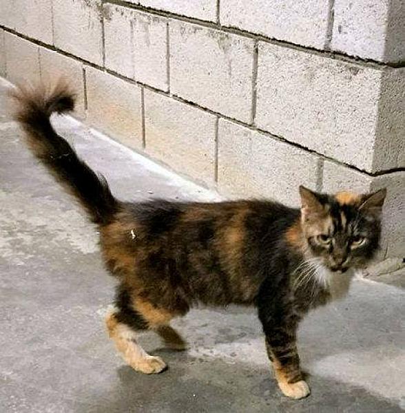 Kattenpraat