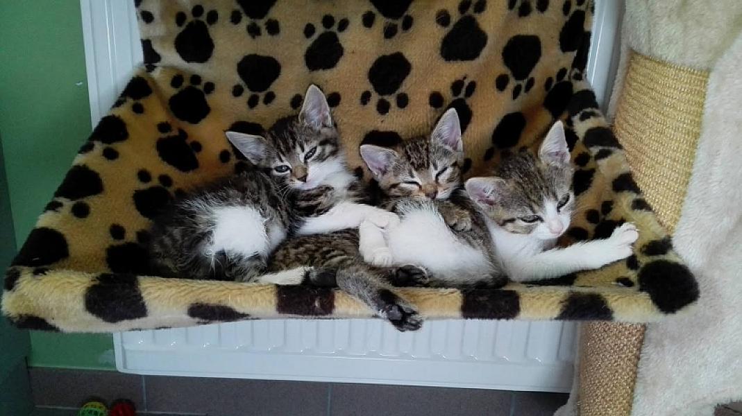 Kattenpraat
