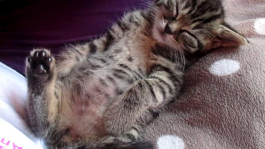 Kattenpraat
