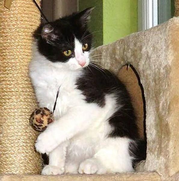Kattenpraat