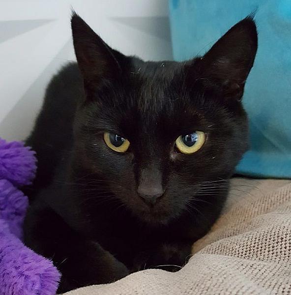 Kattenpraat