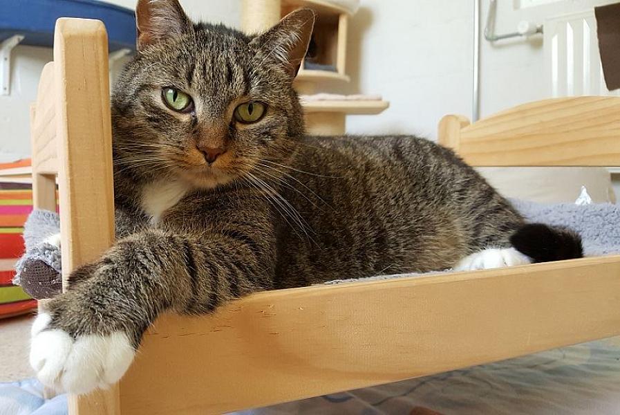 Kattenpraat