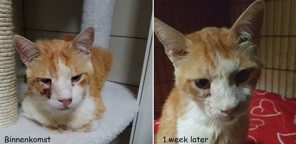 Kattenpraat