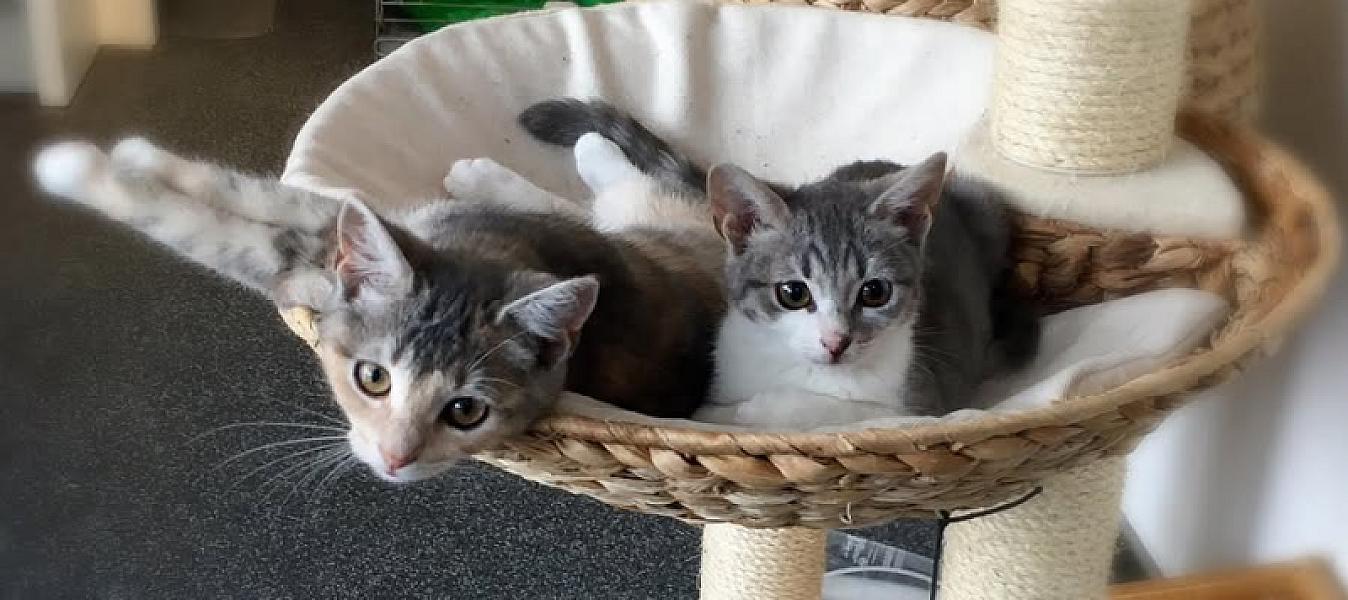Kattenpraat