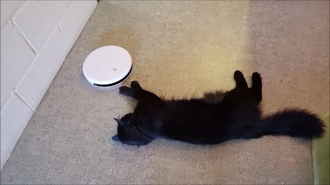 Kattenpraat