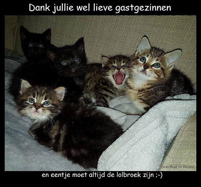 Kattenpraat