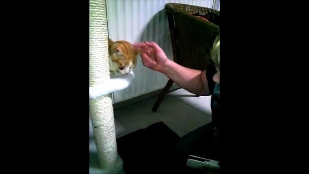 Kattenpraat