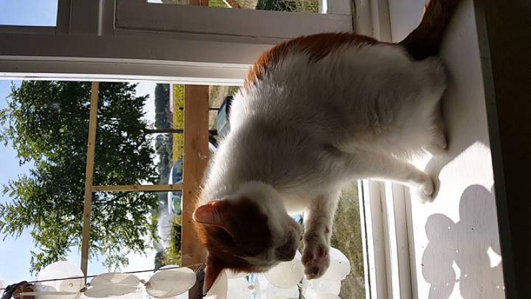 Kattenpraat