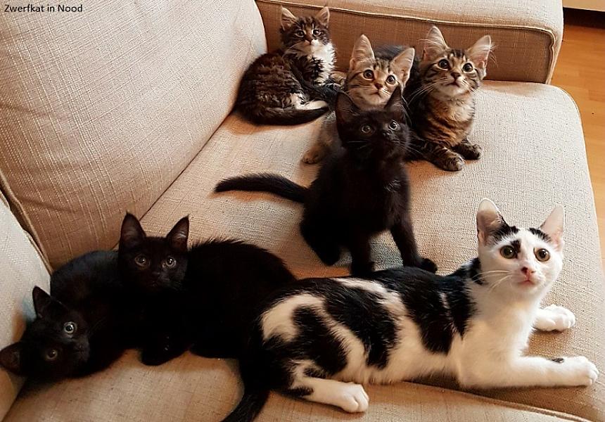 Kattenpraat