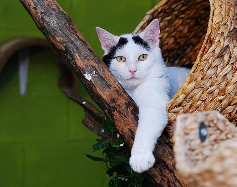 Kattenpraat