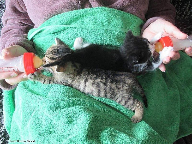 Kattenpraat
