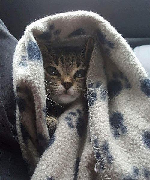Kattenpraat