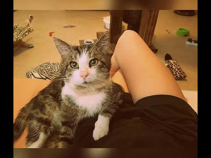 Kattenpraat
