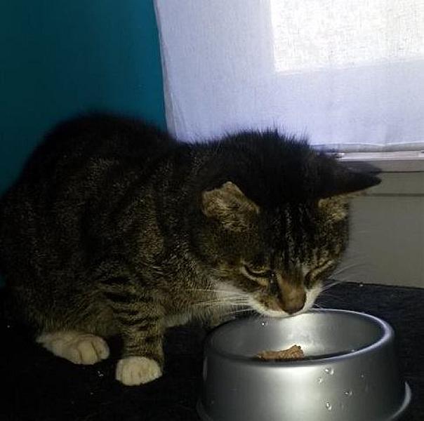 Kattenpraat