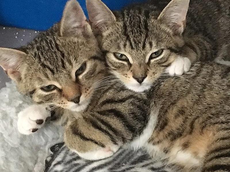 Kattenpraat
