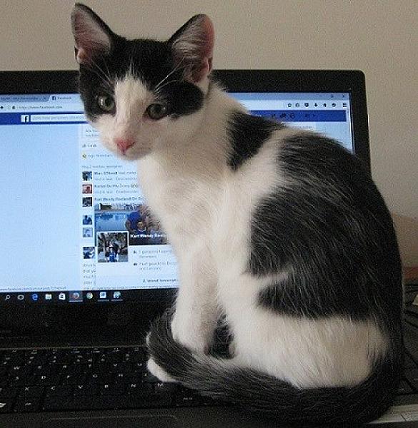 Kattenpraat