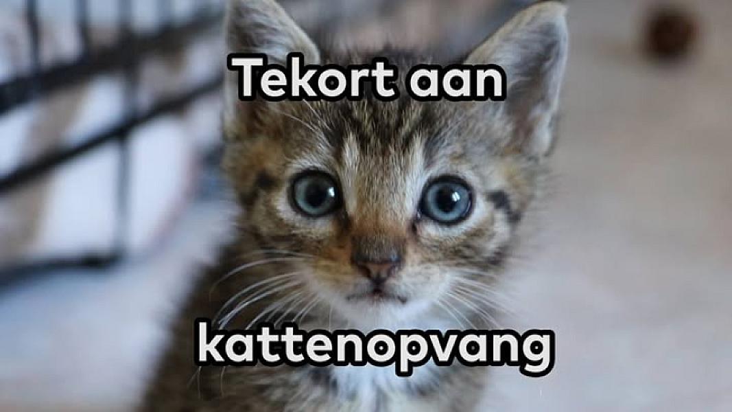 Kattenpraat