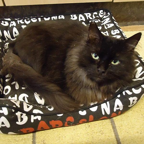 Kattenpraat