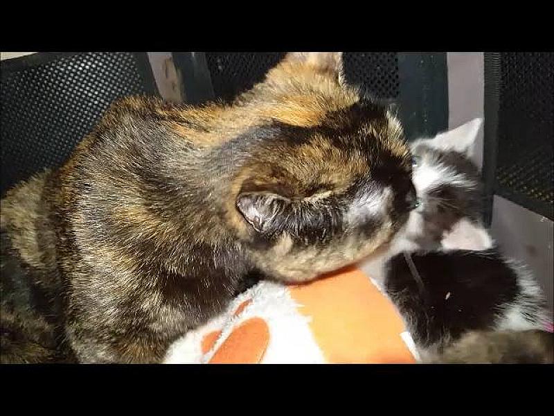 Kattenpraat