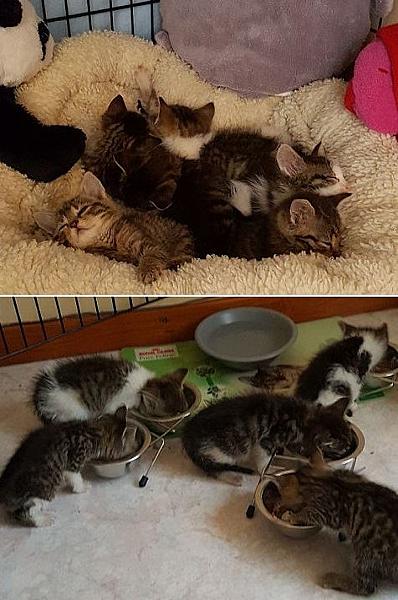Kattenpraat