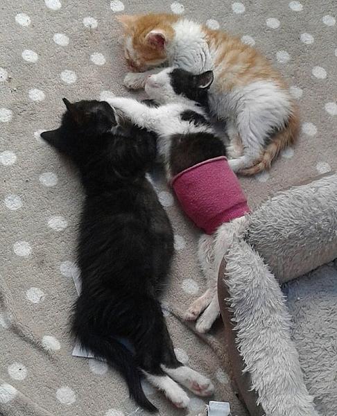 Kattenpraat