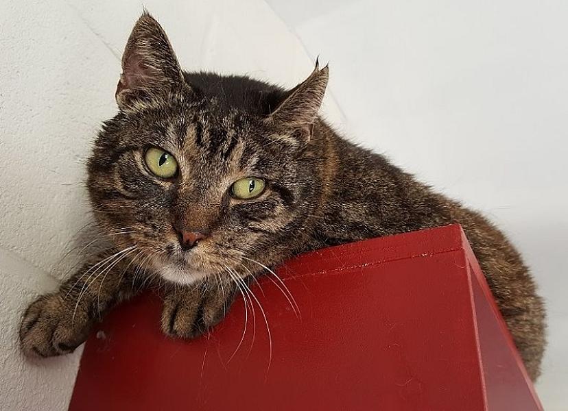Kattenpraat