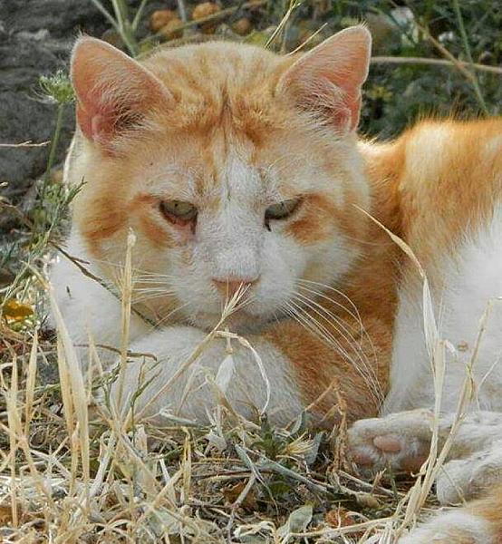 Kattenpraat