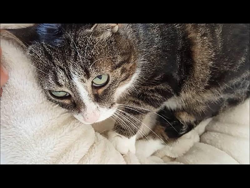 Kattenpraat