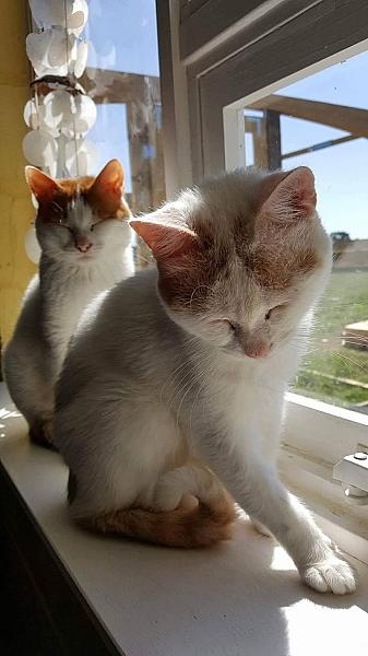 Kattenpraat