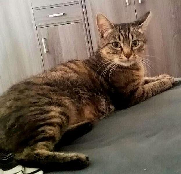 Kattenpraat
