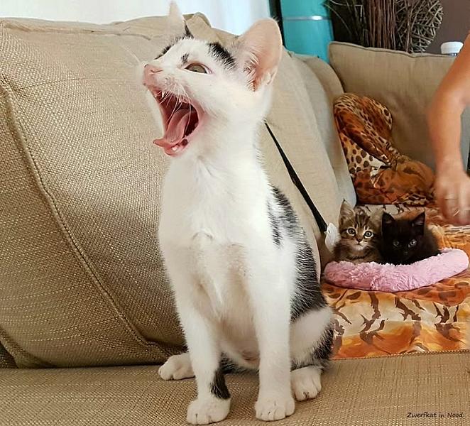 Kattenpraat