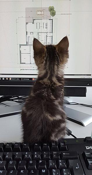 Kattenpraat