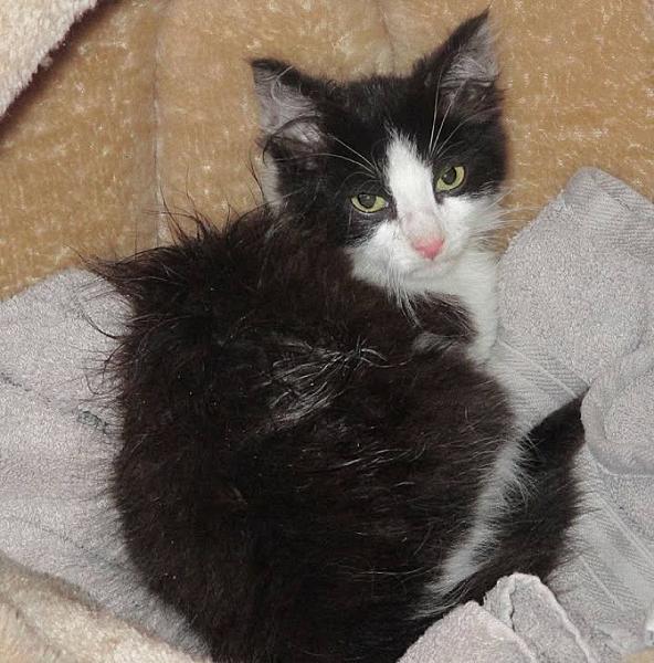 Kattenpraat