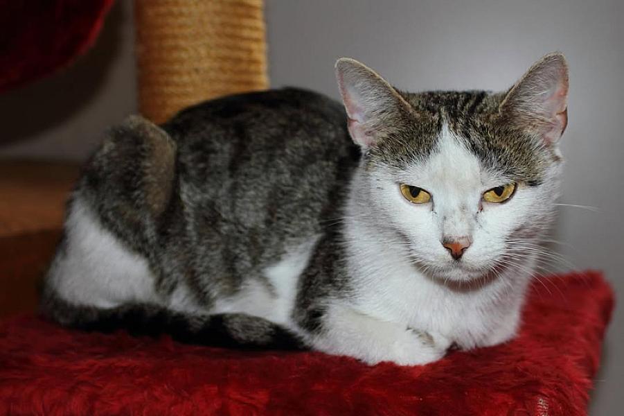 Kattenpraat