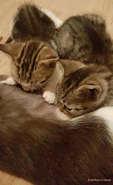 Kattenpraat
