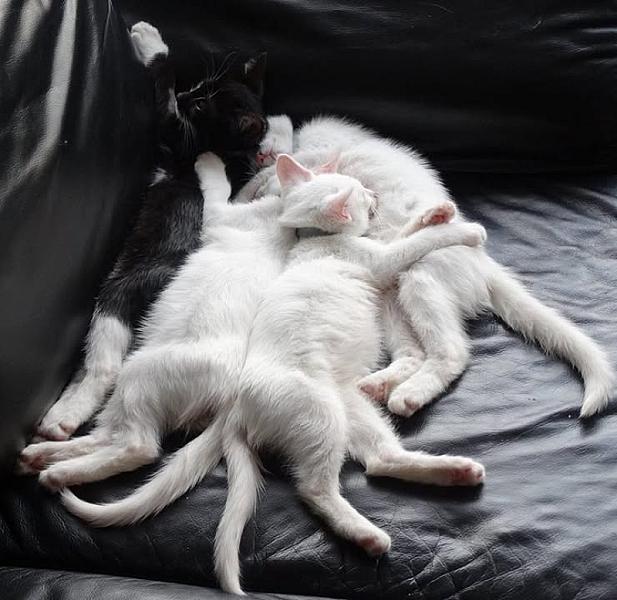 Kattenpraat