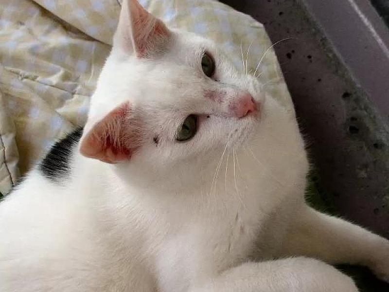 Kattenpraat