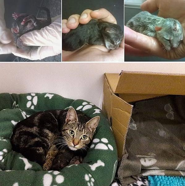 Kattenpraat