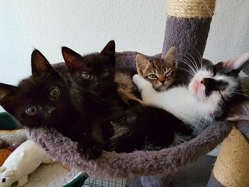 Kattenpraat