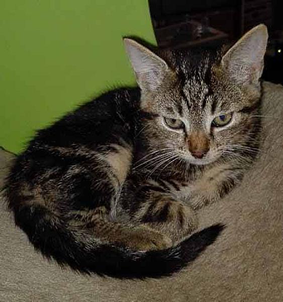 Kattenpraat