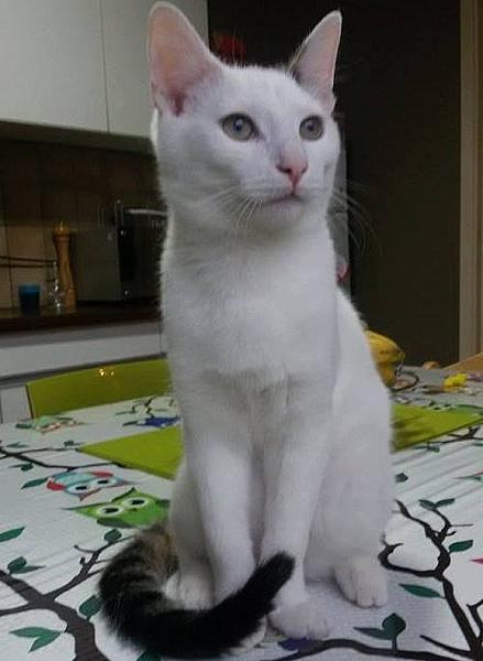 Kattenpraat
