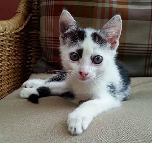 Kattenpraat