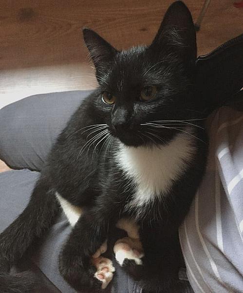 Kattenpraat
