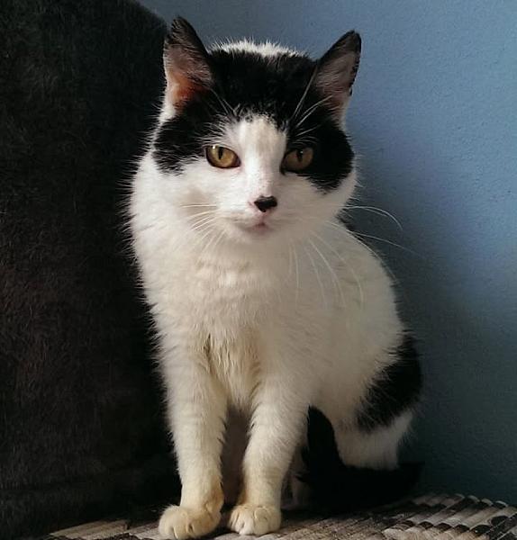 Kattenpraat