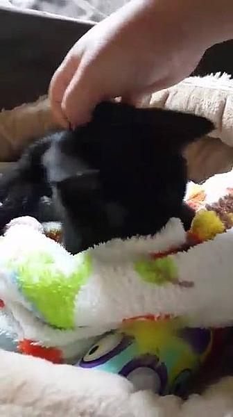 Kattenpraat