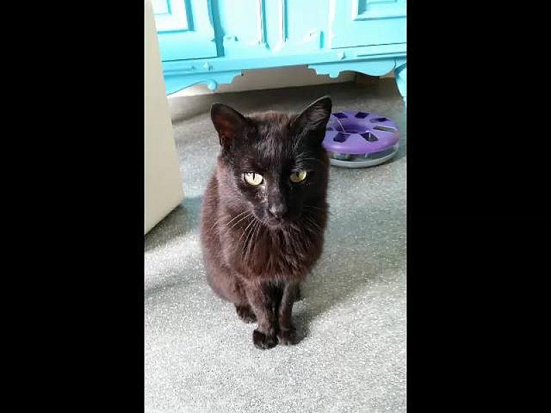 Kattenpraat